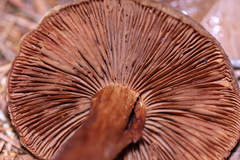 Cortinarius clandestinus