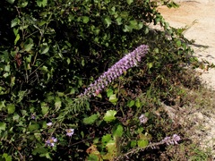 Liatris elegans elegans
