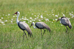 Wattled Crane photo 4