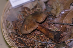 Cortinarius clandestinus