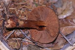 Cortinarius clandestinus