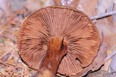 Cortinarius clandestinus
