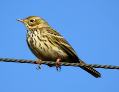 Anthus pratensis