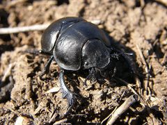 Lethrus apterus