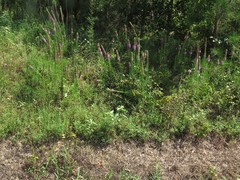 Liatris pycnostachya pycnostachya