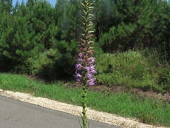 Liatris pycnostachya pycnostachya