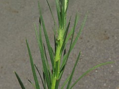 Liatris pycnostachya pycnostachya