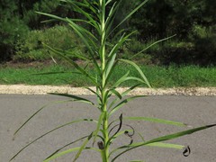 Liatris pycnostachya pycnostachya