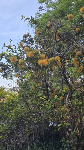 Yellow Puff (Stifftia chrysantha)