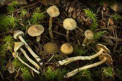 Cortinarius flexipes