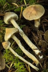 Cortinarius flexipes