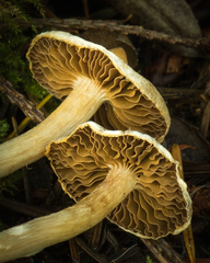 Cortinarius flexipes