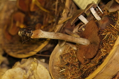 Cortinarius illuminus