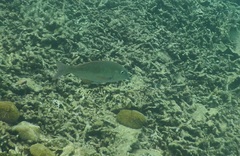 Lethrinus lentjan