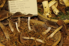 Cortinarius illuminus