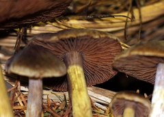 Cortinarius illuminus