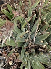 Dudleya abramsii