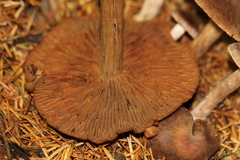 Cortinarius illuminus