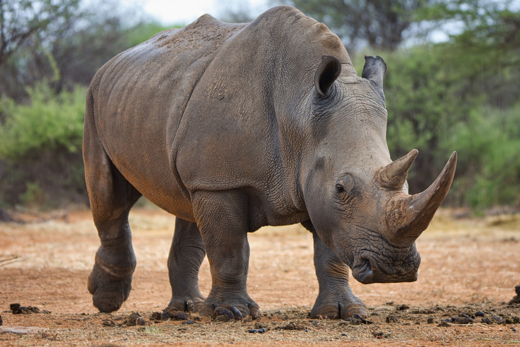 Описание Белого Носорога из Красной Книги