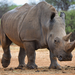 White Rhinoceros - Photo (c) janaohrner, some rights reserved (CC BY-NC), uploaded by janaohrner