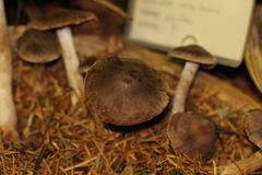 Cortinarius illuminus