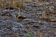 Vidua regia