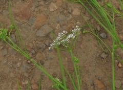 Limnosciadium pinnatum