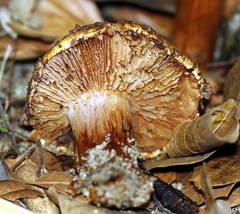 Cortinarius fulmineus
