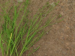 Limnosciadium pinnatum