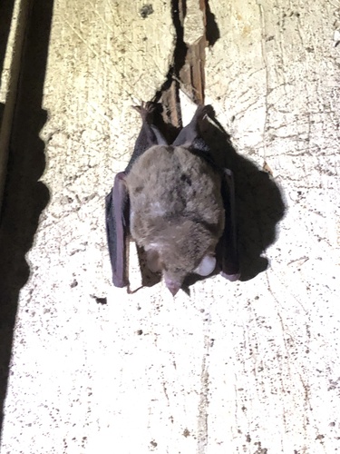 Ecuadorian Long-tongued Bat