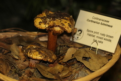 Cortinarius fulmineus