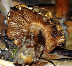 Cortinarius fulmineus