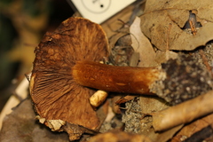 Cortinarius fulmineus