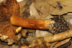 Cortinarius fulmineus