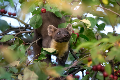 Eurasian Pine Marten, photo 9 of 10
