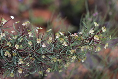 Euphorbia loricata