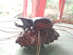 Xylotrupes gideon gideon