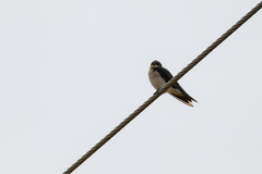 Hirundo dimidiata