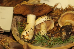 Cortinarius albofragrans