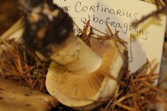 Cortinarius albofragrans