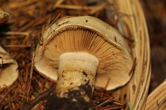 Cortinarius albofragrans