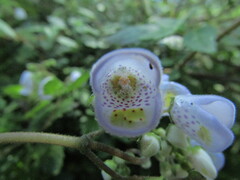 Jovellana violacea, photograph (c) Bruno Avilez, some rights reserved (CC BY)