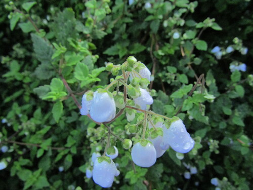 Jovellana violacea, photograph 6