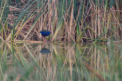 Porphyrio madagascariensis