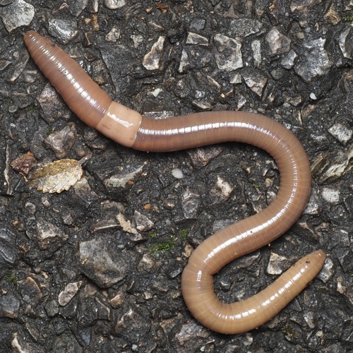 Amynthas agrestis (Goto & Hatai, 1899)