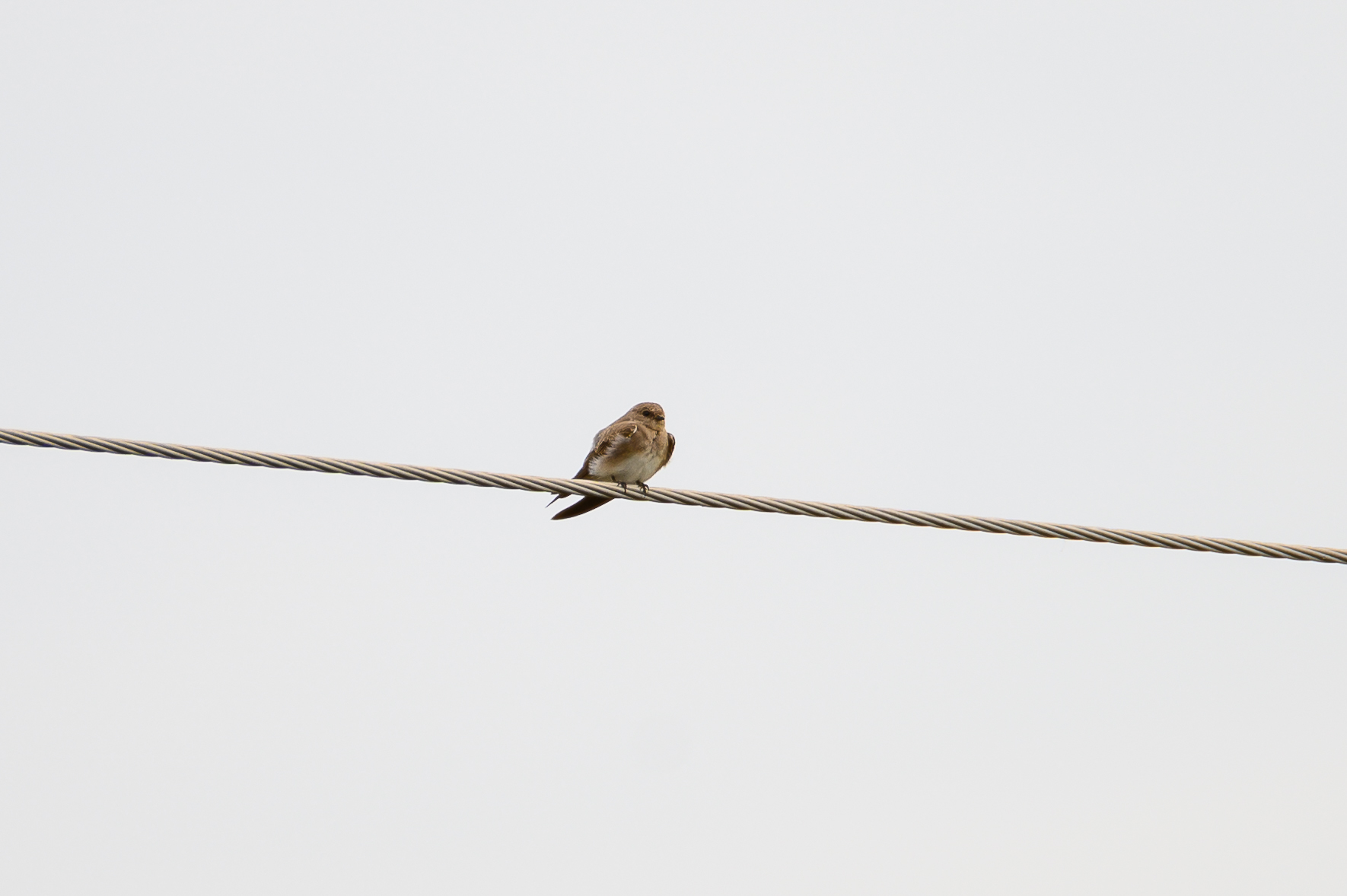 Brown-throated Martin