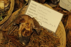 Cortinarius pearsonii