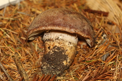 Cortinarius pearsonii