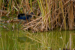 Porphyrio madagascariensis