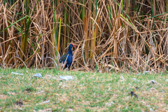 Porphyrio madagascariensis